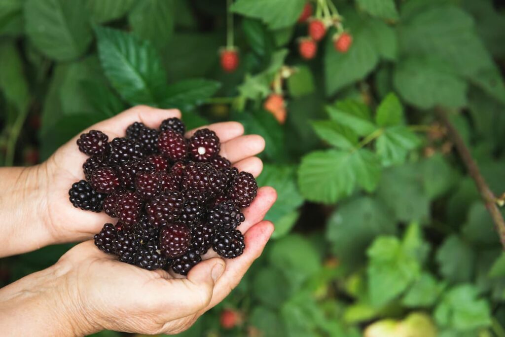 Imagem mostra amoras frescas sendo colhidas para preparar um delicioso e refrescante suco de amora.